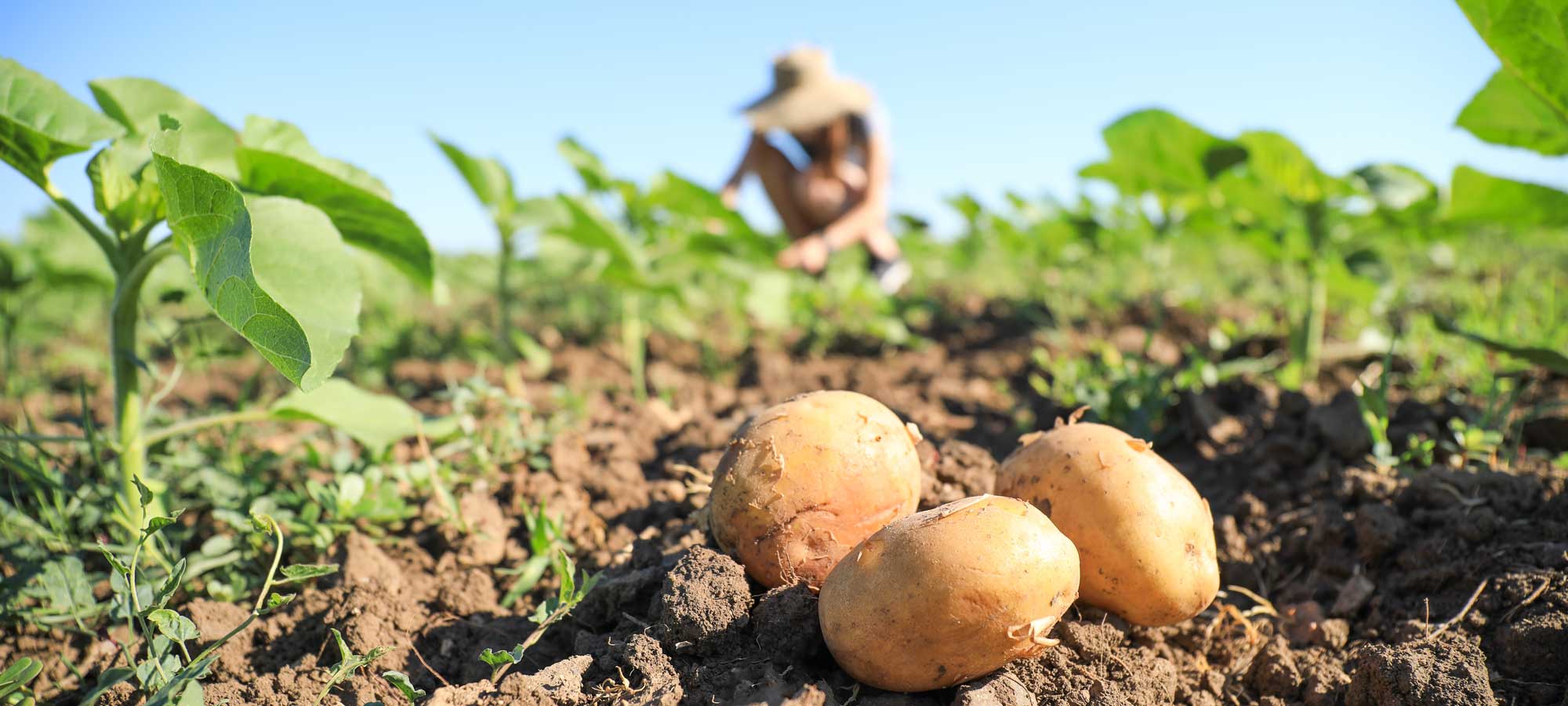 potatoes on a farm